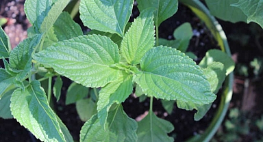 Chia Bitkisi: Sage'in Tohumcu Kuzeni