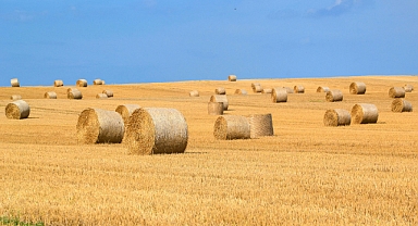 Ekim Sırasında Yapılan Seçimler Arpa ve Buğday Sağlığını Nasıl Etkiler?