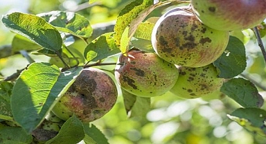 Elma ve Armut Ağaçlarında Karaleke Hastalığına karşı mücadele
