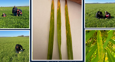 Hububatta Septoria Yaprak Leke Hastalığı