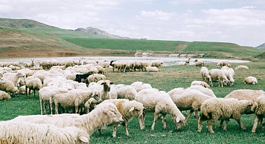 Sığır ve koyunun ortak noktası nedir?