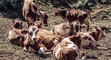 Bu destekte yetiştirilen her hayvan başına 500 lira ödeme yapılıyor