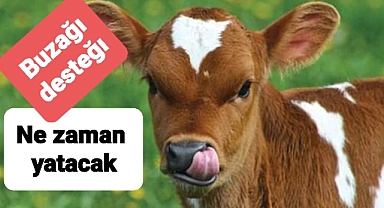 Buzağı desteği ne zaman hesaplara yatırılacak