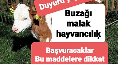 Buzağı desteğine başvuracaklara önemli duyuru