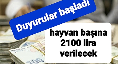 Hayvan başına 2.100 lira para desteği verilecek