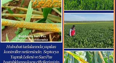 Hububatta Septorya Yaprak Lekesi ve Sarı Pas hastalıklarına ratlandı