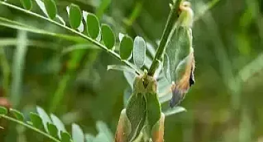 Üreticilere fiğ tohumu başvuruları başladı