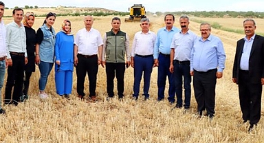 Arpada hasat zamanı