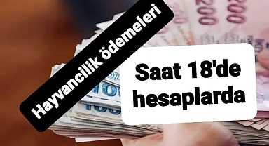 flaş! flaş! flaş! Buzağı desteği ödemeleri hesaplara aktarılıyor