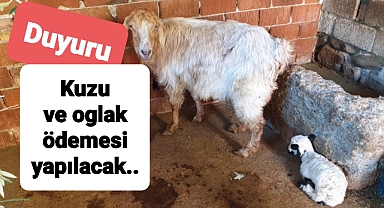 Flaş! Flaş! Flaş! kuzu ve oğlak sahiplerine destek verilecek