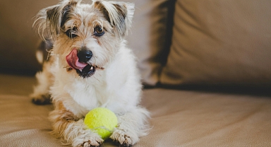Köpeğimin yemesi için ne tür meyveler güvenlidir