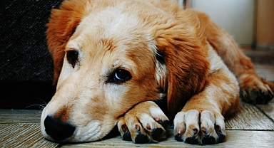 Köpeğinizde çikolata zehirlenmesi belirtileri