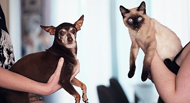 Köpeğinizin pire ve kene ilacını kedinizde kullanmanın tehlikeleri