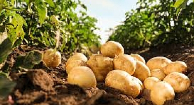 patates üreticilerinin dikkatine