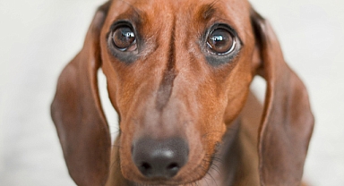 Sahipsiz köpeklerle ilgili vatandaşların önerisi dikkate alınacak