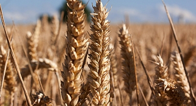Hasat zamanı! Glutensiz Karabuğday: Sağlıklı Beslenmenin Yeni Yıldızı