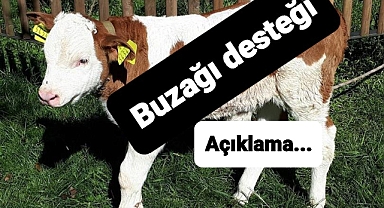 Buzağı desteği bekleyenlere müjdeli haber