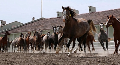 Geleceğin şampiyonları satışta