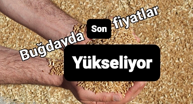 Hasat devam ederken gözler buğday fiyatlarında