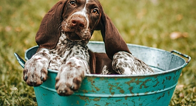 Köpekler hızlı yemek yer. Çünkü!