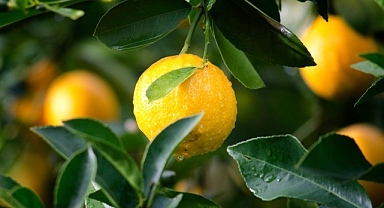Tadı ekşi yararları bal! işte limonun mucize yararları