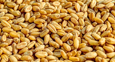 Arpa, buğday ve diğer hbubat fiyatlarında son durum dikkkat çekici
