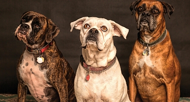 Bir Köpeğe Ne Kadar Süreyle Antibiyotik Verilmelidir?