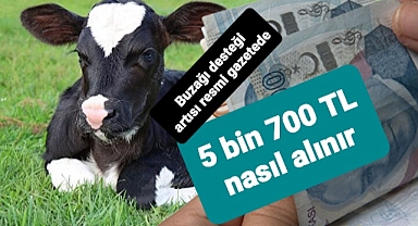 Buzağı başına 5 bin 700 TL nasıl alınır?