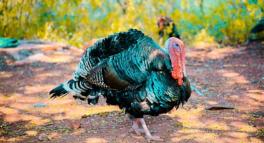 Hindi Yumurtası Yenir mi? hindi yumurtası yediniz mi?