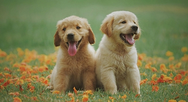 Kavga eden köpekler nasıl ayrılır?