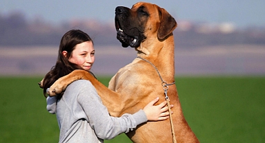 Köpeğinizin Gıda Alerjisi Olup Olmadığını Nasıl Anlarsınız? Köpeklerde Yaygın Gıda Alerjileri