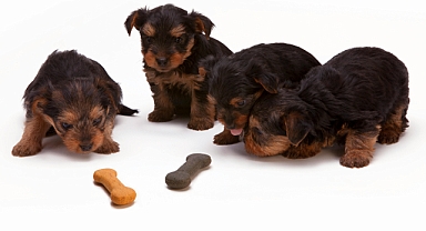 Köpeklere çiğ et yedirmek antibiyotik dirençli E. coli riskini artırıyor