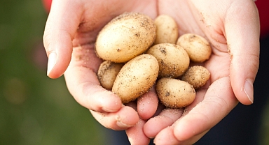 Patatesler Nasıl Saklanır? patates nasıl saklanır?