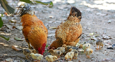 Tavuklar Islak Kedi Maması Yiyebilir mi? Kedi Mamasının Tavuklar İçin İyi Olmasının 3 Nedeni