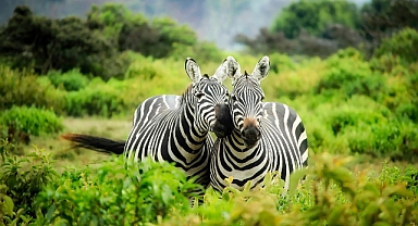 ZEBRA NASIL BİR SES ÇIKARIR?