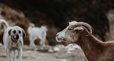 15 Çoban Köpeği Irkı