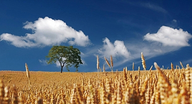 Buğdayı Anlamak İçin Basit Bir Kılavuz