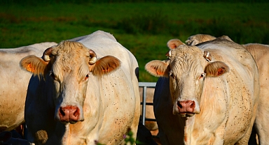 Buzağılarda Mycoplasma bovis: Neden dikkat etmeliyiz?