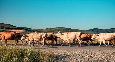 Çiftçilerin bekledikleri destekte başvuru zamanı