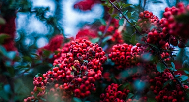 Doğanın Süper Meyvesi Goji Berry faydaları ve Kullanımları!