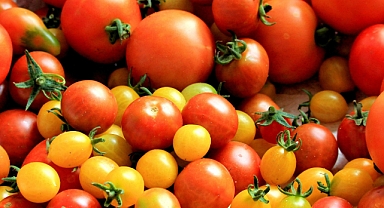 Domatesin kilosu kaç TL 2024? 1 kilo çeri domates kaç TL? 1 kasa domates kaç kg gelir? Kuru domatesin fiyatı ne kadar?