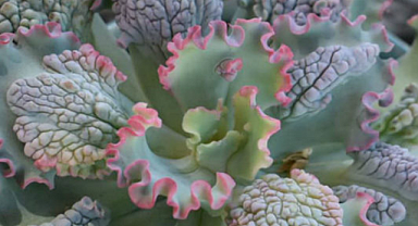 Echeveria Sea Dragon Sukulentleri: Yetiştirme İpuçları ve Bakım Bilgileri