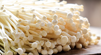 Enoki Mantarlarının Yetiştirilmesine Yönelik Kılavuz