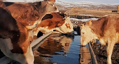 Et ve süt ineklerinin çaprazlanması çiftlikte sürdürülebilirliği nasıl artırabilir?