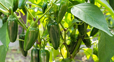 Jalapenos Nasıl Ekilir, Yetiştirilir ve Hasat Edilir