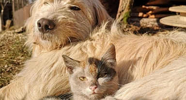 Köpeklerde ve Kedilerde Sarılığı Anlamak