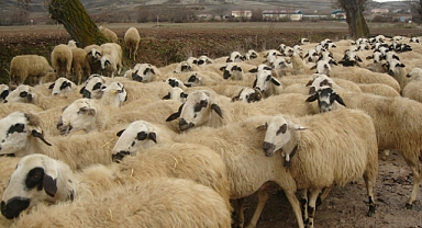 Koyunlarda görülen Hastalıklar