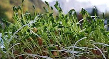 Mercimek Bitkileri Nasıl Yetiştirilir ve Bakımı Yapılır