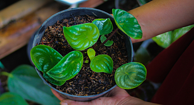 Peperomia Bitkileri Nasıl Üretilir ve Yetiştirilir