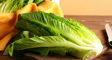 Romaine Marulu Nasıl Yetiştirilir: Bitki Bakımı ve Yetiştirme İpuçları